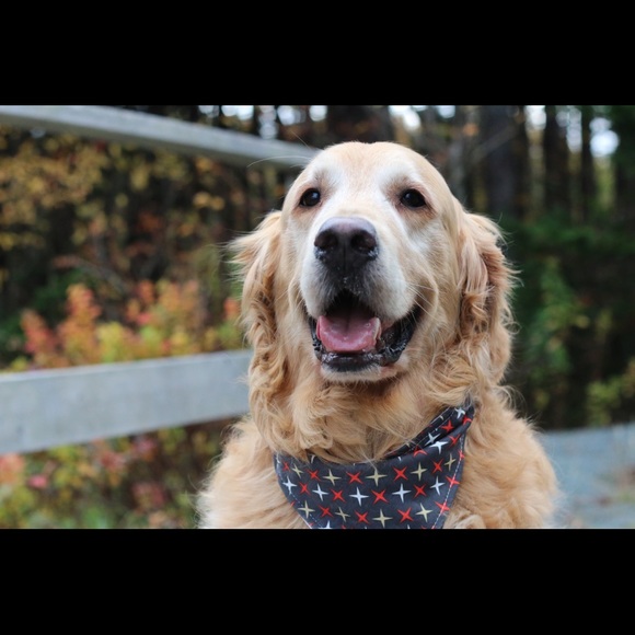 Meet your Posher, Dr. C - Picture 3 of 3